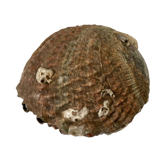 Iridescent Abalone Shell Natural Marine Specimen Collector Decor - Picture 3 of 7